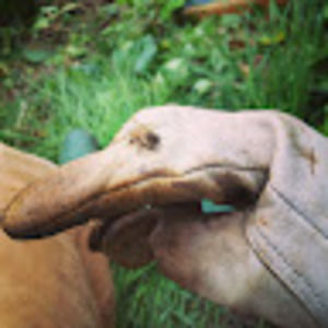 Meet your Posher, Hilary